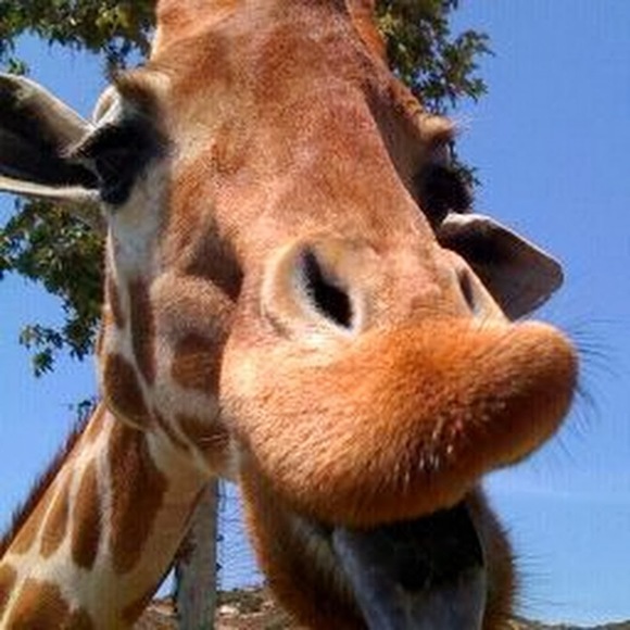 Meet your Posher, Kori - Picture 1 of 1